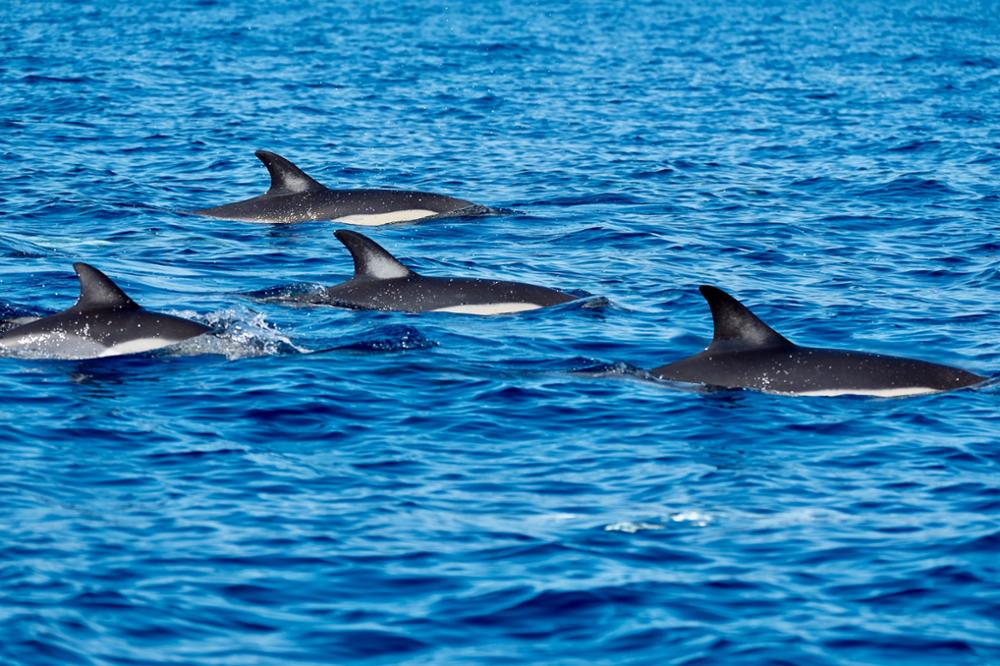 Açores : les incontournables à voir sur l’île de Pico