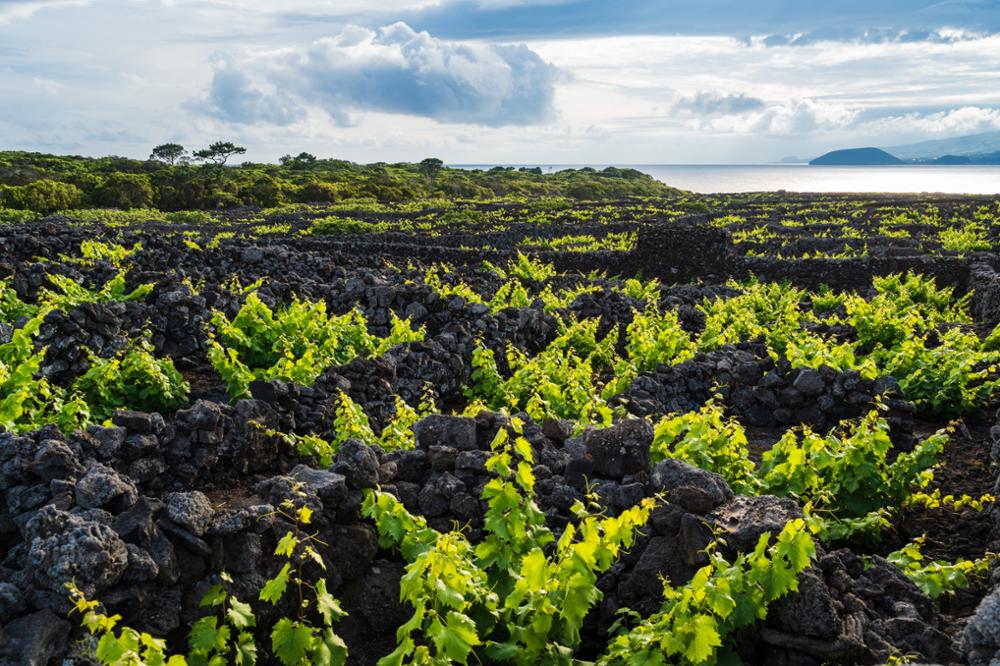 Açores : les incontournables à voir sur l’île de Pico